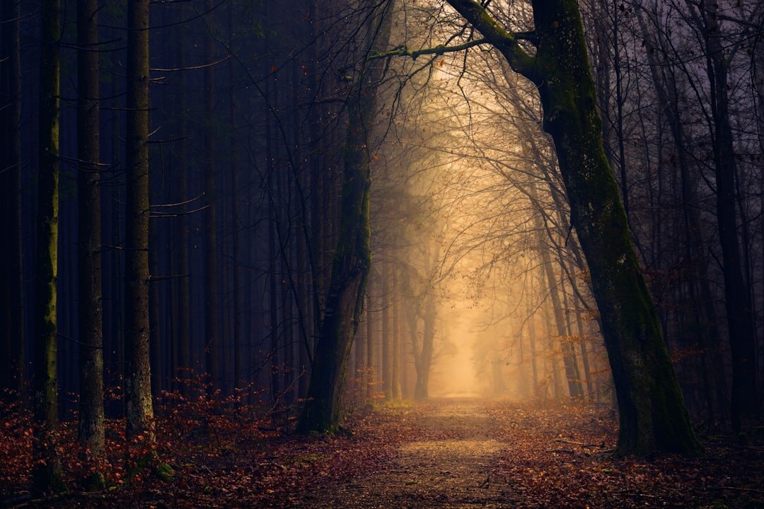 foggy forest path